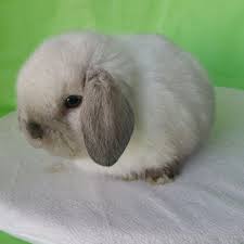 Check spelling or type a new query. Pin On Animals