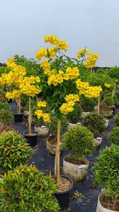 Image result for Tecoma stans