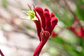 Image result for Anigozanthos