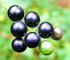 Image result for Solanum richardii