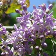 Image result for Artabotrys monteiroae