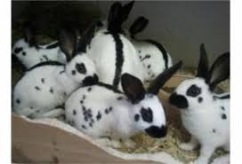 Black And White Spotted Rabbit Breeds English Spots English Spot Rabbit Cute Bunny Spotted Animals