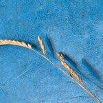 Image result for Urochloa leersioides