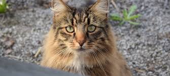 Caractéristiques physiques, mode de vie, caractère, origines, conseils, santé. Chat Norvegien Entretien Sante Et Alimentation