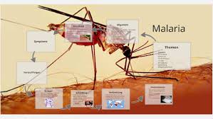 However, some types of malaria parasites can lie dormant in your. Malaria By Jonathan The