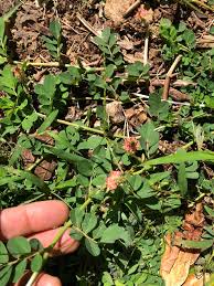 Image result for Indigofera hendecaphylla