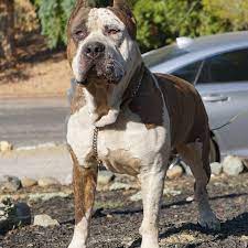 Contact us to find out about upcoming breedings and available puppies. Xl American Bully Breeders In Northern California Backwood Bullies