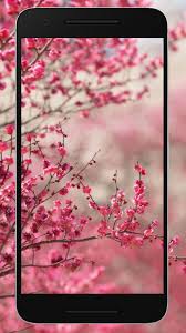 Bau wallpapers wallpaper bunga bergerak untuk hp. Wallpaper Bunga Sakura Hd Terbaru Untuk Android Apk Unduh