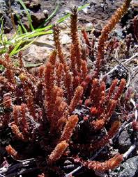 Image result for Crassula lanceolata