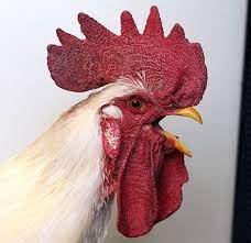 Saruman The Rooster Beautiful Chickens Chickens And Roosters Rooster Painting
