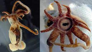 Promachoteuthis Sulcus A Bizarre Creature As You Can See This Thing Has Freakishly Human Looking Teeth It S A Species O Weird Animals Animals Rare Animals