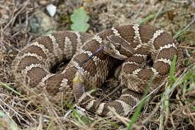 Maybe you would like to learn more about one of these? Bay Nature Magazine Baby Rattlesnakes More Dangerous Than Adults
