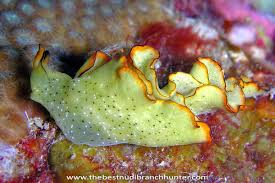 Image result for Elymandra grallata