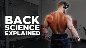 C'est un ensemble de muscles profonds du dos qui permettent de soulager la pression des disques intervertébraux. Musculation Dos Top 5 Exercices Pour Elargir Epaissir Son Dos