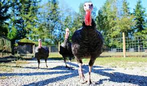 Well, whether or not they cause trouble in a garden, the turkeys are definitely a fixture here. Raising Turkeys On Your Backyard Farm Powell Feed Milling Co Arkansas