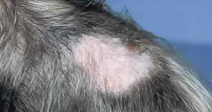 Bulu kucing kerap dianggap menjadi penyebab penyakit asma, apakah pendapat tersebut benar? Rambut Rontok Pada Kucing