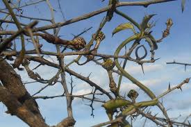 Image result for Ceropegia lugardiae