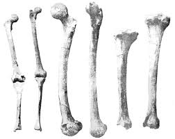 This post was created by a member of the buzzfeed commun. Which Is The Longest Bone In The Trivia Questions Quizzclub