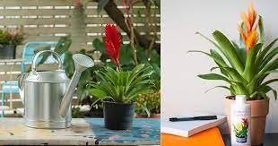 We did not find results for: How To Care For Bromeliads Bromeliad Care Growing Indoors