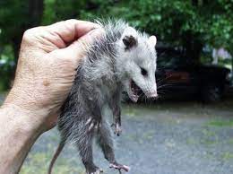 A Possum Possum Animals Opossum