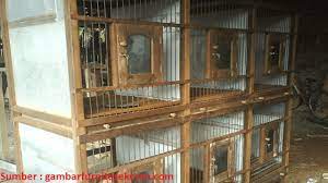 Sementara untuk atap kandang sebaiknya. Tips Membuat Kandang Ayam Bangkok Yang Berkualitas