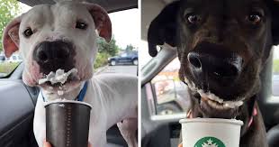 Maybe you would like to learn more about one of these? This Shelter Takes Dogs Out For Puppuccinos To Find Them New Homes Bored Panda