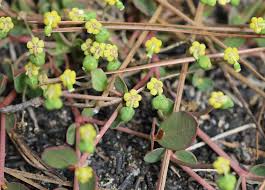 Image result for Euphorbia depauperata