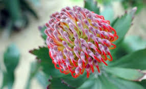 Send flowers to san francisco from various international locations. Strybing Arboretum In Golden Gate Park