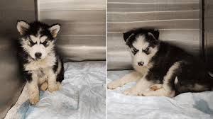 Gts husky rescue is an adoption and rescue center located in jupiter, florida. Puppies Found Living In Filth Need Donations To Save Them