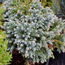 Image result for Juniperus