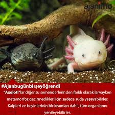 Axololt Ajanbugunbirseyogrendi Animal Hayvan Ajanimo Ajanbrian Hayvan Iman