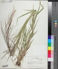 Image result for Leptochloa panicea