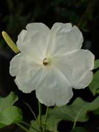 Image result for Ipomoea carnea