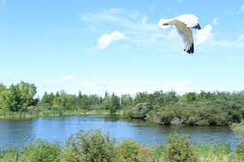 We did not find results for: Man Made Pond With Wildlife Soaring High Picture Of Jackie Parker Park Edmonton Tripadvisor