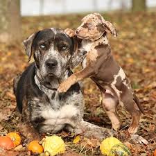 There are 533 catahoula leopard dog for sale on etsy, and they cost $17.30 on average. Catahoula Leopard Dog Breed Guide Info Pictures Care More Pet Keen