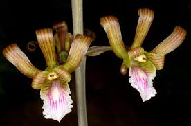 Image result for Eulophia sp. nov.
