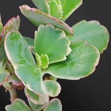 Image result for Kalanchoe fedtschenkoi