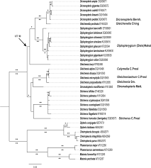 Image result for Gleichenia elongata