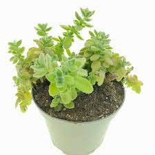 Image result for Plectranthus guruensis