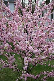 Oh How I Love To Stop And Smell The Roses Flowering Plum Tree Lawn And Landscape Garden Ideas For Small Yards