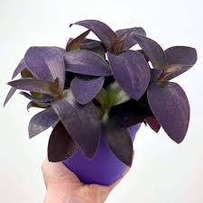 Image result for Tradescantia pallida