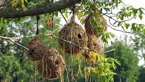 Birds With Their Nests Pictures 17 Bizarre And Beautiful Bird Nests Beautiful Birds Bird Nest Birds Nest Image