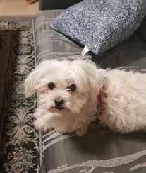 Services can include bathing, nail trimming, tooth brushing, haircuts, ear cleaning and gland expression. Pet Grooming In Israel Insured On Petbacker