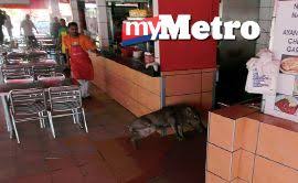 Sertu rizka alami tumor otak. Perbezaan Sertu Dan Samak Harian Metro