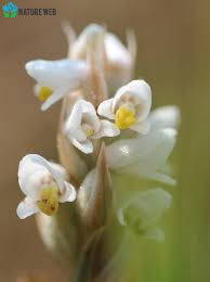 Image result for Habenaria tenuispica