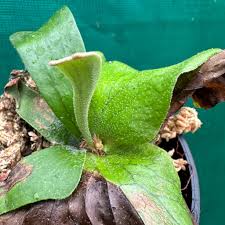 Image result for Platycerium stemaria