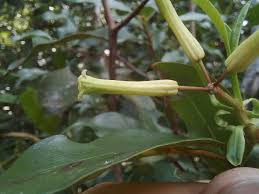 Image result for Peddiea fischeri