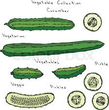 289 x 612 jpeg 23 кб. Cucumber Vector Illustration Set Long Stock Vector Colourbox