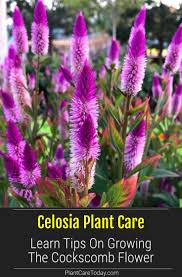 Celosia Plant Care How To Grow The Cockscomb Flower In 2020 Celosia Plant Plants Landscaping Around Patio