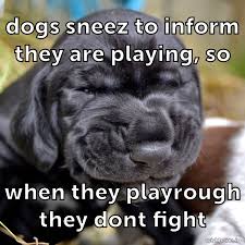 Dogs Sneeze To Informe That They Re Playing So When They Play Rough It Doesn T Turn Into A Fight Dog Sneezing Animal Facts Dogs